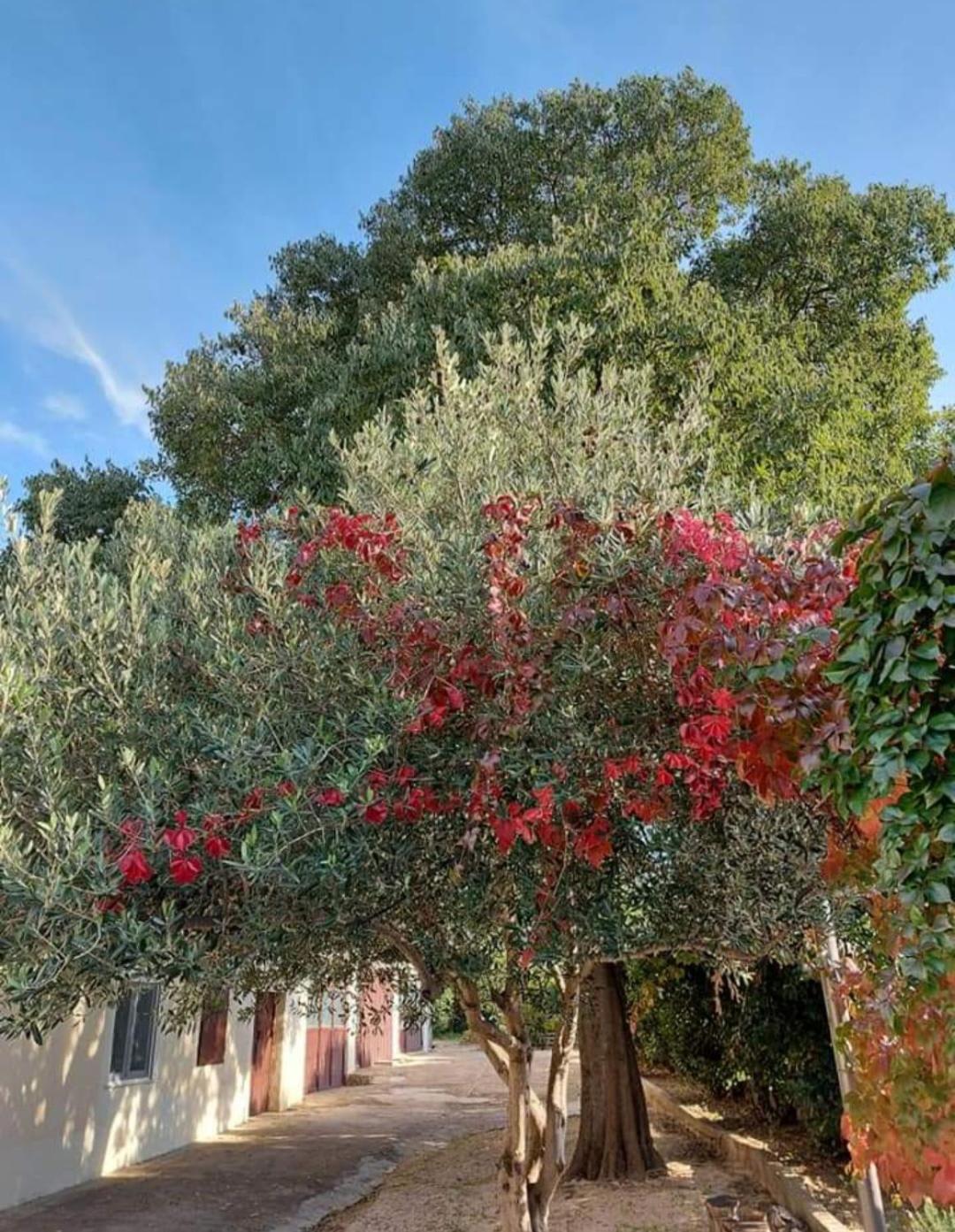 Apartments Jelicic Biograd Na Moru Buitenkant foto
